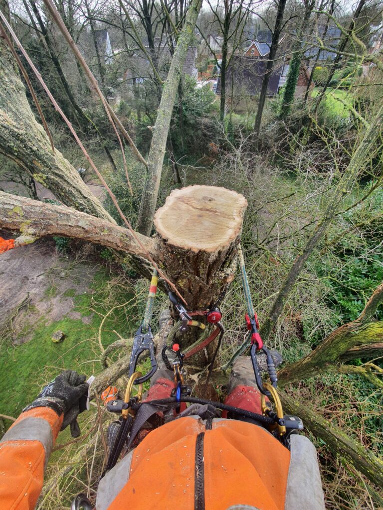 bomen snoeien hardenberg