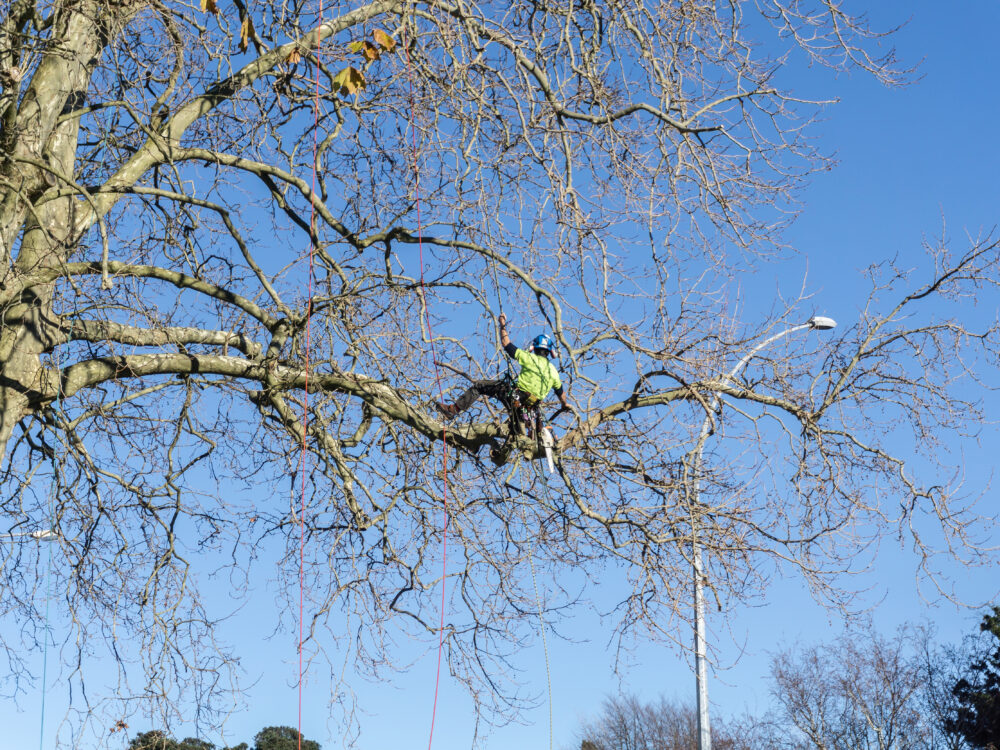 Hoge bomen snoeien. Muilwijk boomverzorging