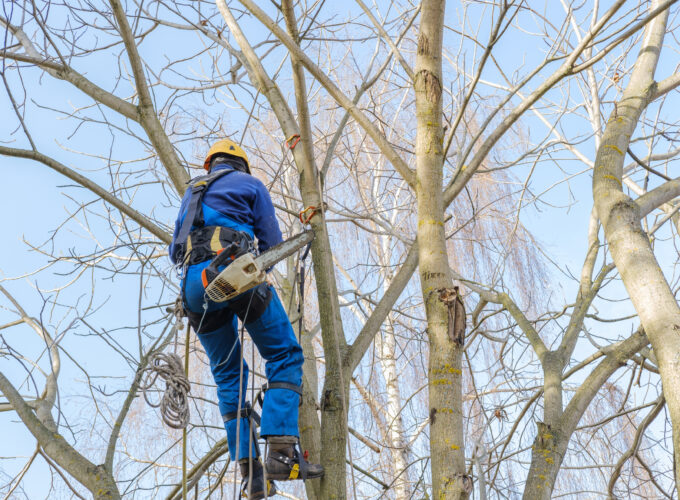 Voordelen bomen laten snoeien Muilwijk boomverzorging